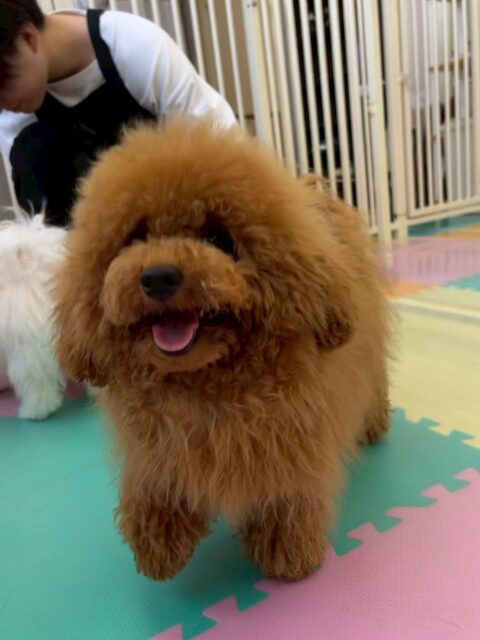 ププちゃん🐶
本日もニコペットのちびっ子達と走り回ったり、激しいワンプロを仕掛けあったりして非常に楽しそうに遊び回って過ごしていました👍

🐾🐶愛犬のお悩みご相談ください🐶🐾
@kenkohmura_official
 ↑フォロー待ってます↑

〒955-0091 新潟県三条市上須頃大割４２８−１
☎︎ 0256-35-2571
✉️ info@kenkohmura.jp
HP: https://kenkohmura.jp
LINE: https://lin.ee/7LIz5sb

#犬幸村#犬の幼稚園 #吠える、噛む #犬のしつけ #トイレ
トイプートイプー可愛いトイプー大好きトイプー倶楽部