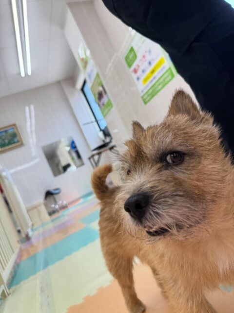 明日は木曜日休園日です🐶
🐾🐶愛犬のお悩みご相談ください🐶🐾
@kenkohmura_official
↑フォロー待ってます↑
〒955-0091 新潟県三条市上須頃大割428−1
☎︎ 0256-35-2571
✉️ info@kenkohmura.jp
HP: https://kenkohmura.jp
LINE: https://lin.ee/7LIz5sb
#犬幸村#犬の幼稚園 #吠える、噛む #犬のしつけ #トイレ