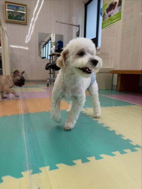ふうちゃん🐶
本日は朝から来てくれているみんなに必ず遊びを誘ったり、
ハイテンションで挨拶をして回ってくれていました🤭
みんなとワンプロを仕掛けあったり、走り回ったりして本日も楽しそうに過ごしていました👍

🐾🐶愛犬のお悩みご相談ください🐶🐾
@kenkohmura_official
 ↑フォロー待ってます↑

〒955-0091 新潟県三条市上須頃大割４２８−１
☎︎ 0256-35-2571
✉️ info@kenkohmura.jp
HP: https://kenkohmura.jp
LINE: https://lin.ee/7LIz5sb

#犬幸村#犬の幼稚園 #吠える、噛む #犬のしつけ #トイレ
ミックスミックス犬ミックス犬可愛いミックス犬大好きミックス犬倶楽部