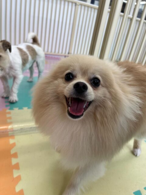 ベルちゃん🐶
ニコペットにいるスタンダードプードルちゃんと遊んだり、コタローちゃんに遊びに誘われていました😁
お散歩トレーニングでは上手に歩いていました👏
🐾🐶愛犬のお悩みご相談ください🐶🐾
@kenkohmura_official
 ↑フォロー待ってます↑

〒955-0091 新潟県三条市上須頃大割４２８−１
☎︎ 0256-35-2571
✉️ info@kenkohmura.jp
HP: https://kenkohmura.jp
LINE: https://lin.ee/7LIz5sb

#犬幸村#犬の幼稚園 #吠える噛む #犬のしつけ #トイレ
 ポメラニアン ポメラニアン可愛い ポメラニアン大好き