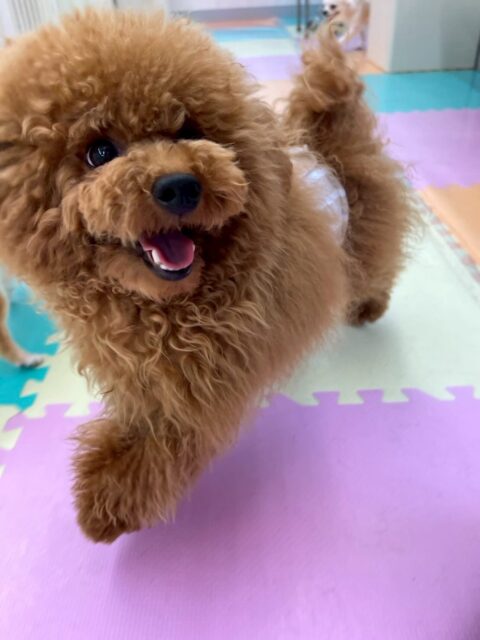 ププちゃん🐶
本日もニコペットのちびっ子達と大爆走‼️みんなで走り回ったり、遊びを仕掛けあったりして非常に楽しそうに過ごしていました🤭

いつも以上に遊びスイッチがON状態でハイテンションなププちゃんでした🤣

🐾🐶愛犬のお悩みご相談ください🐶🐾
@kenkohmura_official
 ↑フォロー待ってます↑

〒955-0091 新潟県三条市上須頃大割４２８−１
☎︎ 0256-35-2571
✉️ info@kenkohmura.jp
HP: https://kenkohmura.jp
LINE: https://lin.ee/7LIz5sb

#犬幸村#犬の幼稚園 #吠える、噛む #犬のしつけ #トイレ
トイプートイプー可愛いトイプー大好きトイプー倶楽部
