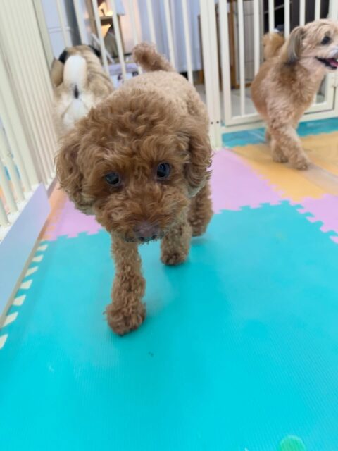 もこちゃん🐶
スタッフに撫でて〜とあまえたり、ニコペットにいるチワワちゃんが気になったみたいで匂い嗅いだりしていました☺️
🐾🐶愛犬のお悩みご相談ください🐶🐾
@kenkohmura_official
 ↑フォロー待ってます↑

〒955-0091 新潟県三条市上須頃大割４２８−１
☎︎ 0256-35-2571
✉️ info@kenkohmura.jp
HP: https://kenkohmura.jp
LINE: https://lin.ee/7LIz5sb

#犬幸村#犬の幼稚園 #吠える噛む #犬のしつけ #トイレ
 トイプードル トイプードル大好き トイプードル可愛い
