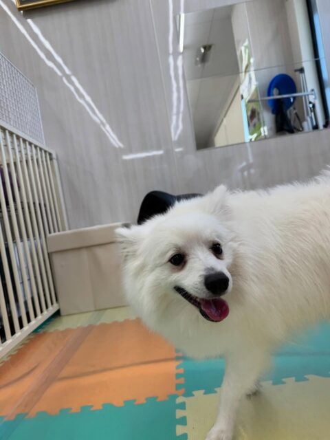 幸ちゃん🐶
本日はマルちゃんやぽん太、ニコペットのスタンダードプードル達と走り回ったり、みんなでワンプロをしたりして楽しんでいました🤭
遊びに入れてよーと可愛い表情で遊びに入って激しい表情で遊んでいました🤣
🐾🐶愛犬のお悩みご相談ください🐶🐾
@kenkohmura_official
↑フォロー待ってます↑
〒955-0091 新潟県三条市上須頃大割428−1
☎︎ 0256-35-2571
✉️ info@kenkohmura.jp
HP: https://kenkohmura.jp
LINE: https://lin.ee/7LIz5sb
#犬幸村#犬の幼稚園 #吠える、噛む #犬のしつけ #トイレ
スピッツスピッツ大好きスピッツ倶楽部スピッツ可愛いすぎる