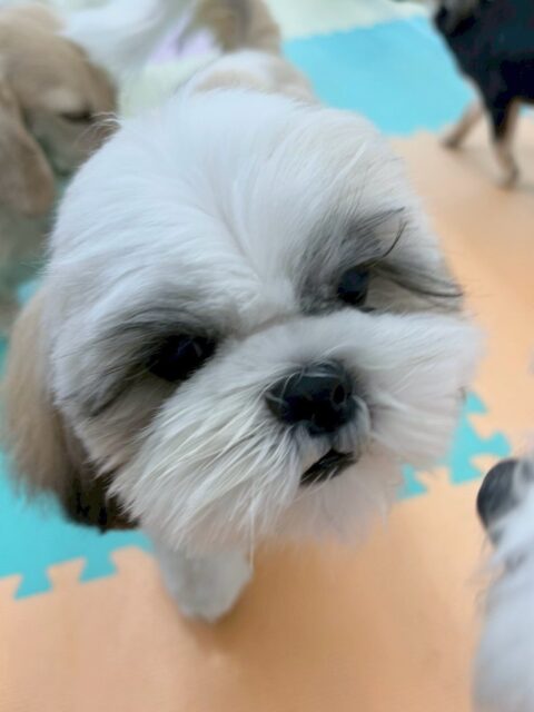 マルちゃん🐶
本日は大好きなやん丸やぽん太とワンプロをしたり、お腹を出してかまって〜とアピールしたりしていました🤭
遊べる子達を探し回って遊べそうな子達全員に遊びを誘って楽しそうに過ごしていました🤣
🐾🐶愛犬のお悩みご相談ください🐶🐾
@kenkohmura_official
↑フォロー待ってます↑
〒955-0091 新潟県三条市上須頃大割428−1
☎︎ 0256-35-2571
✉️ info@kenkohmura.jp
HP: https://kenkohmura.jp
LINE: https://lin.ee/7LIz5sb
#犬幸村#犬の幼稚園 #吠える、噛む #犬のしつけ #トイレ
シーズーシーズー可愛いシーズー大好きシーズー倶楽部シーズー可愛いすぎる
