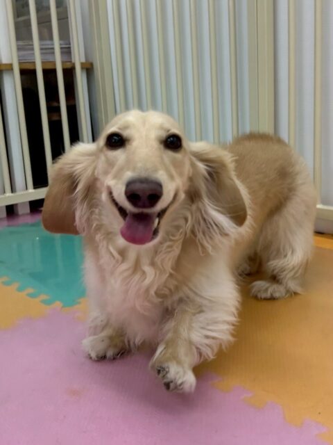 シロちゃん🐶
本日歯磨きトレーニングを開始して1年9ヶ月が経ちました
歯の状態はキープできているのでこのまま意識をして継続しましょう✊
カットも上手にやらせてくれてサマーカットでとてもスッキリさらに可愛くなりました😍
園内ではみんなが走り出すとなんだなんだー‼️とシロちゃんも走り回ったり、匂いを嗅いだりしてハイテンションで楽しめていました👍
🐾🐶愛犬のお悩みご相談ください🐶🐾
@kenkohmura_official
↑フォロー待ってます↑
〒955-0091 新潟県三条市上須頃大割428−1
☎︎ 0256-35-2571
✉️ info@kenkohmura.jp
HP: https://kenkohmura.jp
LINE: https://lin.ee/7LIz5sb
#犬幸村#犬の幼稚園 #吠える、噛む #犬のしつけ #トイレ
ダックスダックス可愛いダックス大好きダックス倶楽部