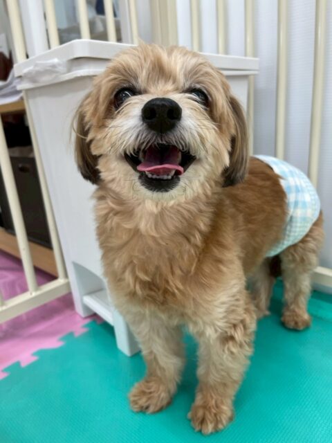 初来園のコジロウちゃん🐶
本日は幼稚園体験の時と違い、かなり園内を歩き回ったり、みんなとコミュニケーションが取れていました👍

最初は緊張していましたが、だんだん緊張も取れて、リラックスした表情でした👏

お散歩トレーニングでは、初めての場所で緊張があったのか全く問題なく上手にお散歩をしてくれていました🎉

🐾🐶愛犬のお悩みご相談ください🐶🐾
@kenkohmura_official
 ↑フォロー待ってます↑

〒955-0091 新潟県三条市上須頃大割４２８−１
☎︎ 0256-35-2571
✉️ info@kenkohmura.jp
HP: https://kenkohmura.jp
LINE: https://lin.ee/7LIz5sb

#犬幸村#犬の幼稚園 #吠える、噛む #犬のしつけ #トイレ
ミックスミックス犬ミックス犬可愛いミックス犬大好きミックス犬倶楽部