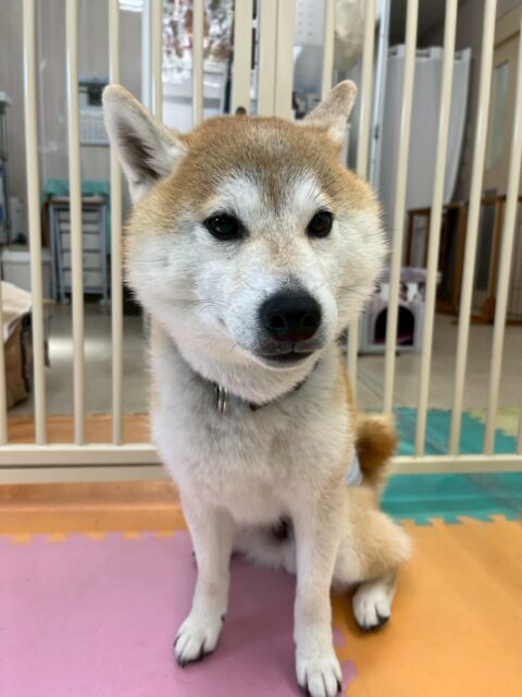 まめちゃん🐶
本日は柵越しに寅丸ちゃんやつくしちゃん達とたくさんおしゃべりをしたり、すけちゃんややん丸達とワンプロや走り回ったりもしていて楽しそうにしていました👍

🐾🐶愛犬のお悩みご相談ください🐶🐾
@kenkohmura_official
 ↑フォロー待ってます↑

〒955-0091 新潟県三条市上須頃大割４２８−１
☎︎ 0256-35-2571
✉️ info@kenkohmura.jp
HP: https://kenkohmura.jp
LINE: https://lin.ee/7LIz5sb

#犬幸村#犬の幼稚園 #吠える、噛む #犬のしつけ #トイレ
柴犬柴犬可愛い柴犬大好き柴犬倶楽部柴犬可愛いすぎる