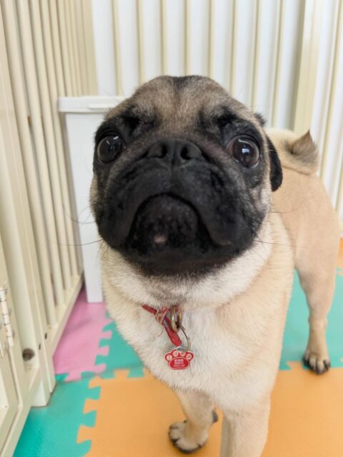 ブーちゃん🐶
こむぎちゃんやコジロウちゃんと挨拶していたり、お手入れやシャンプー頑張っていました☺️
🐾🐶愛犬のお悩みご相談ください🐶🐾
@kenkohmura_official
 ↑フォロー待ってます↑

〒955-0091 新潟県三条市上須頃大割４２８−１
☎︎ 0256-35-2571
✉️ info@kenkohmura.jp
HP: https://kenkohmura.jp
LINE: https://lin.ee/7LIz5sb

#犬幸村#犬の幼稚園 #吠える噛む #犬のしつけ #トイレ
 パグ パグ可愛い パグ大好き