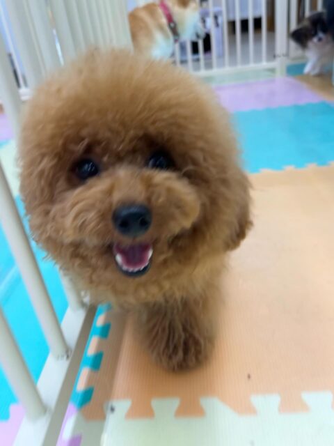ププちゃん🐶
マロンちゃんの顔を舐めたり、ジョージちゃんと挨拶したりしていました🙌
お散歩トレーニングでは楽しそうに歩いたり、お客様に撫でて〜とアピールしていました☺️
🐾🐶愛犬のお悩みご相談ください🐶🐾
@kenkohmura_official
↑フォロー待ってます↑
〒955-0091 新潟県三条市上須頃大割428−1
☎︎ 0256-35-2571
✉️ info@kenkohmura.jp
HP: https://kenkohmura.jp
LINE: https://lin.ee/7LIz5sb
#犬幸村#犬の幼稚園 #吠える噛む #犬のしつけ #トイレ
トイプードル トイプードル大好き トイプードル可愛い