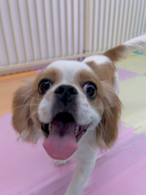 らぶちゃん🐶
本日はニコペットのちびっ子やモカちゃん、ププちゃん達と走り回ったり、みんなでワンプロを仕掛けあったりして楽しそうにして過ごしていました👍

🐾🐶愛犬のお悩みご相談ください🐶🐾
@kenkohmura_official
 ↑フォロー待ってます↑

〒955-0091 新潟県三条市上須頃大割４２８−１
☎︎ 0256-35-2571
✉️ info@kenkohmura.jp
HP: https://kenkohmura.jp
LINE: https://lin.ee/7LIz5sb

#犬幸村#犬の幼稚園 #吠える、噛む #犬のしつけ #トイレ
ミックスミックス犬ミックス犬可愛いミックス犬大好きミックス犬倶楽部