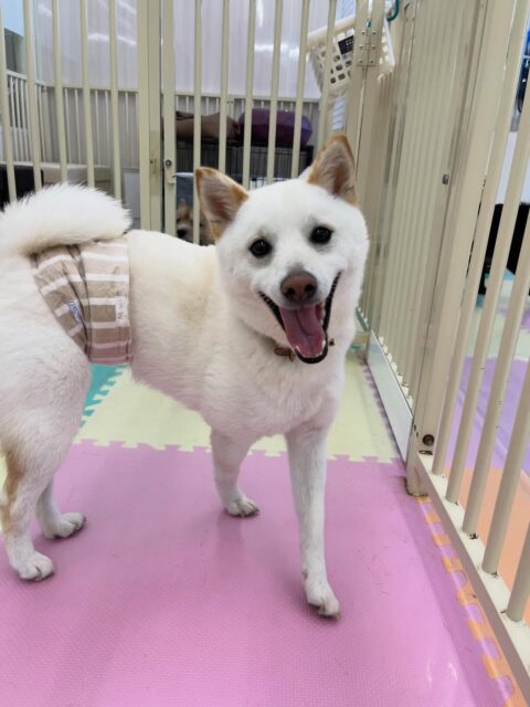コハクちゃん🐶
ジョージちゃんと楽しそうに走り回って遊んだり、寅丸ちゃんと激しくおしゃべりしていました✨️
レーキングやお散歩トレーニング頑張っていました!!
🐾🐶愛犬のお悩みご相談ください🐶🐾
@kenkohmura_official
↑フォロー待ってます↑
〒955-0091 新潟県三条市上須頃大割428−1
☎︎ 0256-35-2571
✉️ info@kenkohmura.jp
HP: https://kenkohmura.jp
LINE: https://lin.ee/7LIz5sb
#犬幸村#犬の幼稚園 #吠える噛む #犬のしつけ #トイレ
柴犬 柴犬可愛い 柴犬大好き