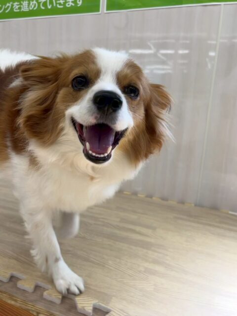 マロンちゃん🐶
本日歯磨きトレーニングを開始して1年9ヶ月が経ちました
歯の状態は非常に綺麗に保っているのでこのまま継続を意識して頑張りましょう✊
園内ではリラちゃんやププちゃん達と走り回ったり、みんなで匂いを嗅ぎ合ったりして楽しそうに過ごしていました🤭
🐾🐶愛犬のお悩みご相談ください🐶🐾
@kenkohmura_official
↑フォロー待ってます↑
〒955-0091 新潟県三条市上須頃大割428−1
☎︎ 0256-35-2571
✉️ info@kenkohmura.jp
HP: https://kenkohmura.jp
LINE: https://lin.ee/7LIz5sb
#犬幸村#犬の幼稚園 #吠える、噛む #犬のしつけ #トイレ
パピヨンパピヨン可愛いパピヨン大好きパピヨン倶楽部パピヨン可愛いすぎる
