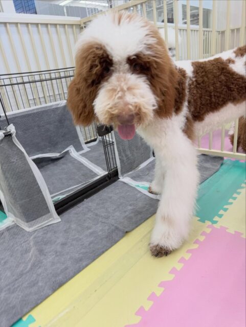 幼稚園体験に来てくれました🐶
来てすぐにジョージちゃんやぽん太とワンプロを仕掛けあったりして非常に楽しそうに過ごしていました🤭
園内ではチーム柴ちゃんにたくさんおしゃべりをされて少したじたじでいましたが、だんだん走ったり、匂いをができるようになっていたのでよかったです👏
🐾🐶愛犬のお悩みご相談ください🐶🐾
@kenkohmura_official
↑フォロー待ってます↑
〒955-0091 新潟県三条市上須頃大割428−1
☎︎ 0256-35-2571
✉️ info@kenkohmura.jp
HP: https://kenkohmura.jp
LINE: https://lin.ee/7LIz5sb
#犬幸村#犬の幼稚園 #吠える、噛む #犬のしつけ #トイレ
スタンダードプードルスタンダードプードル可愛いスタンダードプードル大好きスタンダードプードル倶楽部