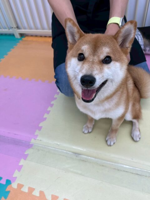 つくしちゃん🐶
本日歯磨きトレーニングを開始して1年7ヶ月が経ちました
歯の状態は少し汚れがつき始めてきたので意識して磨いていきましょう✊
園内ではいろんな子達の匂いを嗅いだり、柴ちゃんがたくさんきていたので挨拶をしあったり、激しく討論をしたりして過ごしていました🤭
🐾🐶愛犬のお悩みご相談ください🐶🐾
@kenkohmura_official
↑フォロー待ってます↑
〒955-0091 新潟県三条市上須頃大割428−1
☎︎ 0256-35-2571
✉️ info@kenkohmura.jp
HP: https://kenkohmura.jp
LINE: https://lin.ee/7LIz5sb
#犬幸村#犬の幼稚園 #吠える、噛む #犬のしつけ #トイレ
柴犬柴犬可愛い柴犬大好き柴犬倶楽部