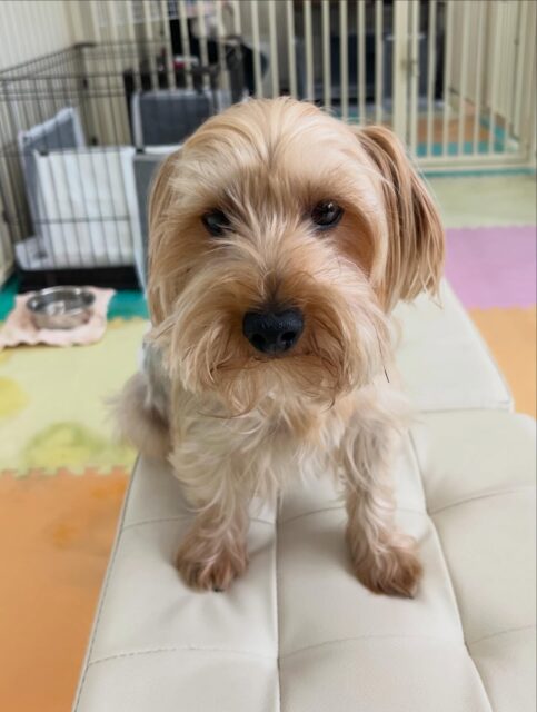 ロンちゃん🐶
ニコペットにいるチワワちゃんやベルちゃんと仲良く遊んだり走り回っていました😆
🐾🐶愛犬のお悩みご相談ください🐶🐾
@kenkohmura_official
 ↑フォロー待ってます↑

〒955-0091 新潟県三条市上須頃大割４２８−１
☎︎ 0256-35-2571
✉️ info@kenkohmura.jp
HP: https://kenkohmura.jp
LINE: https://lin.ee/7LIz5sb

#犬幸村#犬の幼稚園 #吠える噛む #犬のしつけ #トイレ
 ヨークシャーテリア ヨークシャーテリア可愛い ヨークシャーテリア大好き