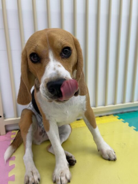ジョージちゃん🐶
コハクちゃんと走り回って遊んだり、体験に来たこと仲良く遊んでいました✨️
お散歩トレーニングでは少し引っ張っりがありましたが頑張っていました!!
🐾🐶愛犬のお悩みご相談ください🐶🐾
@kenkohmura_official
↑フォロー待ってます↑
〒955-0091 新潟県三条市上須頃大割428−1
☎︎ 0256-35-2571
✉️ info@kenkohmura.jp
HP: https://kenkohmura.jp
LINE: https://lin.ee/7LIz5sb
#犬幸村#犬の幼稚園 #吠える噛む #犬のしつけ #トイレ
ビーグル ビーグル大好き ビーグル可愛い