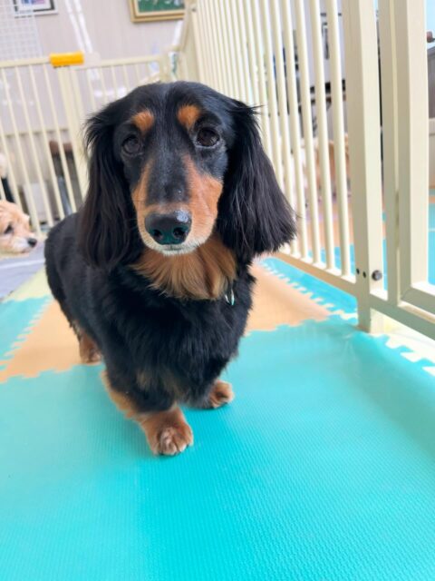 クッキーちゃん🐶
お腹出したままみんなに匂い嗅がれていたり、午後からはまったり過ごしていました😄
🐾🐶愛犬のお悩みご相談ください🐶🐾
@kenkohmura_official
 ↑フォロー待ってます↑

〒955-0091 新潟県三条市上須頃大割４２８−１
☎︎ 0256-35-2571
✉️ info@kenkohmura.jp
HP: https://kenkohmura.jp
LINE: https://lin.ee/7LIz5sb

#犬幸村#犬の幼稚園 #吠える噛む #犬のしつけ #トイレ
 ミニチュアダックスフンド ミニチュアダックスフンド大好き ミニチュアダックスフンド可愛い
