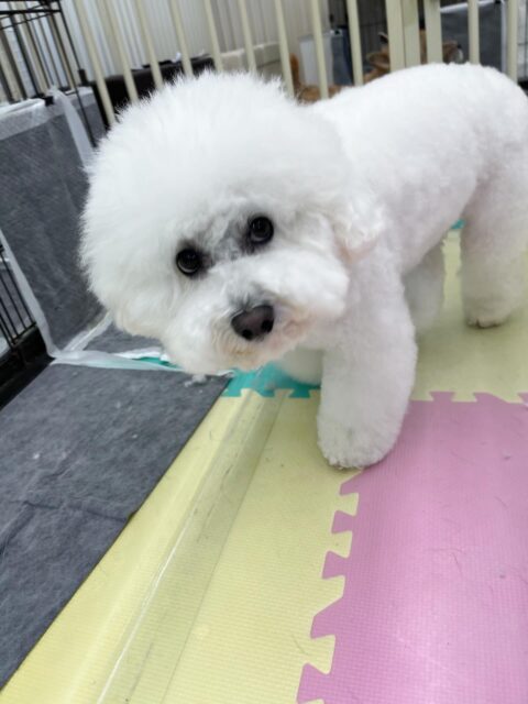ピピちゃん🐶
小乃輔ちゃんから気にいられて遊びに誘われていました😄
お散歩トレーニングでは上手に隣について歩いていました👏
🐾🐶愛犬のお悩みご相談ください🐶🐾
@kenkohmura_official
↑フォロー待ってます↑
〒955-0091 新潟県三条市上須頃大割428−1
☎︎ 0256-35-2571
✉️ info@kenkohmura.jp
HP: https://kenkohmura.jp
LINE: https://lin.ee/7LIz5sb
#犬幸村#犬の幼稚園 #吠える噛む #犬のしつけ #トイレ
ビションフリーゼ ビションフリーゼ可愛い ビションフリーゼ大好き