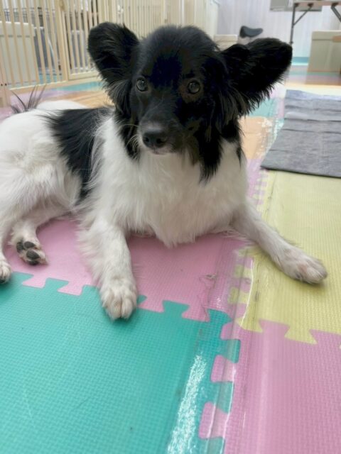 リラちゃん🐶
本日も大好きなマロンちゃんとベッタリなリラちゃん、どこに行くのもマロンちゃんと一緒でまるで姉妹のようでした🤭

ボランティアの方にもイメチェンを可愛い‼️と褒められてご満悦なリラちゃんでした😍

🐾🐶愛犬のお悩みご相談ください🐶🐾
@kenkohmura_official
 ↑フォロー待ってます↑

〒955-0091 新潟県三条市上須頃大割４２８−１
☎︎ 0256-35-2571
✉️ info@kenkohmura.jp
HP: https://kenkohmura.jp
LINE: https://lin.ee/7LIz5sb

#犬幸村#犬の幼稚園 #吠える、噛む #犬のしつけ #トイレ
ミックスミックス犬ミックス犬可愛いミックス犬大好き