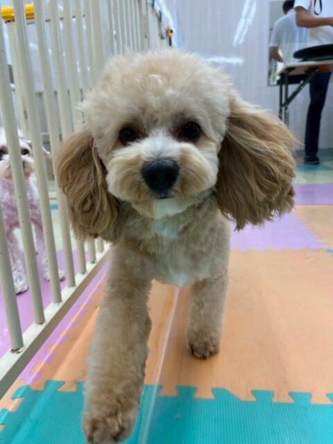 モモちゃん🐶
本日は非常に相性の良いポコちゃんやププちゃん、ふうちゃん達と走り回ったり、みんなで激しいワンプロを仕掛けあったりして非常に楽しそうに過ごしていました👍

🐾🐶愛犬のお悩みご相談ください🐶🐾
@kenkohmura_official
 ↑フォロー待ってます↑

〒955-0091 新潟県三条市上須頃大割４２８−１
☎︎ 0256-35-2571
✉️ info@kenkohmura.jp
HP: https://kenkohmura.jp
LINE: https://lin.ee/7LIz5sb

#犬幸村#犬の幼稚園 #吠える、噛む #犬のしつけ #トイレ
ミックスミックス犬ミックス犬可愛いミックス犬大好きミックス犬倶楽部