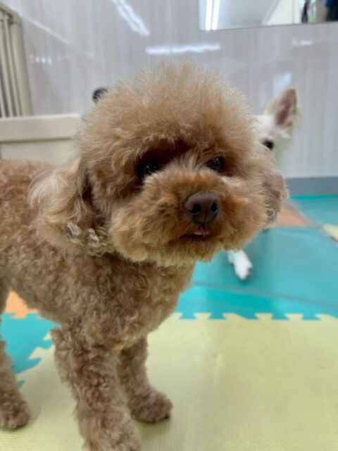 結希ちゃん🐶
本日は朝から必殺かまってパンチをスタッフに繰り出していました🤭朝から可愛いすぎました😍

園内ではププちゃんやモカちゃん達のチームトイプー同士で匂いを嗅ぎ合ったり、挨拶をしあったりして過ごしていました👍

🐾🐶愛犬のお悩みご相談ください🐶🐾
@kenkohmura_official
 ↑フォロー待ってます↑

〒955-0091 新潟県三条市上須頃大割４２８−１
☎︎ 0256-35-2571
✉️ info@kenkohmura.jp
HP: https://kenkohmura.jp
LINE: https://lin.ee/7LIz5sb

#犬幸村#犬の幼稚園 #吠える、噛む #犬のしつけ #トイレ
トイプートイプー可愛いトイプー大好きトイプー倶楽部トイプー可愛いすぎる