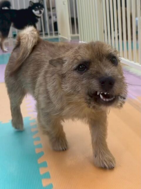 本日の鶴丸🐶
本日はニコペットのちびっ子達がスタッフの膝の上におり、きちんと順番待ちをしてから撫でられていました🤭
他にもつむぎちゃんやププちゃん、ニコペットのちびっ子達にちょっかいを出したりして過ごしていました🙇

🐾🐶愛犬のお悩みご相談ください🐶🐾
@kenkohmura_official
 ↑フォロー待ってます↑

〒955-0091 新潟県三条市上須頃大割４２８−１
☎︎ 0256-35-2571
✉️ info@kenkohmura.jp
HP: https://kenkohmura.jp
LINE: https://lin.ee/7LIz5sb

#犬幸村#犬の幼稚園 #吠える、噛む #犬のしつけ #トイレ
ノーリッチテリアノーリッチテリア可愛いノーリッチテリア大好きノーリッチテリア倶楽部
