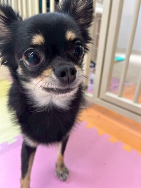 ひなたちゃん🐶
本日はクッキーちゃんやププちゃん、モモちゃん達と走り回ったり、ワンプロを仕掛けあったりしていつもよりも激しく楽しめていました👍

🐾🐶愛犬のお悩みご相談ください🐶🐾
@kenkohmura_official
 ↑フォロー待ってます↑

〒955-0091 新潟県三条市上須頃大割４２８−１
☎︎ 0256-35-2571
✉️ info@kenkohmura.jp
HP: https://kenkohmura.jp
LINE: https://lin.ee/7LIz5sb

#犬幸村#犬の幼稚園 #吠える、噛む #犬のしつけ #トイレ
チワワチワワ可愛いチワワ大好きチワワ倶楽部チワワ可愛いすぎる