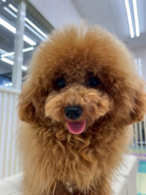 ププちゃん🐶
本日はクッキーちゃんとかなり相性が良いのかワンプロを仕掛けあったり、駆け引きをしたりして非常に楽しそうに遊べていました👍

🐾🐶愛犬のお悩みご相談ください🐶🐾
@kenkohmura_official
 ↑フォロー待ってます↑

〒955-0091 新潟県三条市上須頃大割４２８−１
☎︎ 0256-35-2571
✉️ info@kenkohmura.jp
HP: https://kenkohmura.jp
LINE: https://lin.ee/7LIz5sb

#犬幸村#犬の幼稚園 #吠える、噛む #犬のしつけ #トイレ
トイプートイプー可愛いトイプー大好きトイプー倶楽部トイプー可愛いすぎる