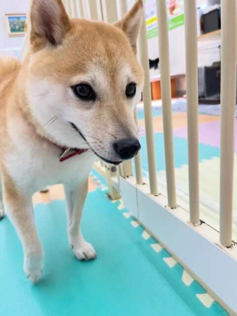 寅丸ちゃん🐶
コハクちゃんやまめちゃんと激しくおしゃべりしていました😊
レーキングでは沢山毛が抜けました!
歯磨きトレーニング開始して1年8ヶ月経過しました🦷🪥✨
これからも頑張りましょう!!
🐾🐶愛犬のお悩みご相談ください🐶🐾
@kenkohmura_official
↑フォロー待ってます↑
〒955-0091 新潟県三条市上須頃大割428−1
☎︎ 0256-35-2571
✉️ info@kenkohmura.jp
HP: https://kenkohmura.jp
LINE: https://lin.ee/7LIz5sb
#犬幸村#犬の幼稚園 #吠える噛む #犬のしつけ #トイレ
豆柴 豆柴大好き 豆柴可愛い
