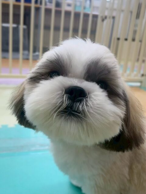マルちゃん🐶
本日も諦めない精神でみんなにちょっかいを出したり、一生懸命に遊びを誘ったりして可愛いすぎました😍

可愛いアピールが上手なマルちゃんスタッフも他の子達も釘付けでした🤭

🐾🐶愛犬のお悩みご相談ください🐶🐾
@kenkohmura_official
 ↑フォロー待ってます↑

〒955-0091 新潟県三条市上須頃大割４２８−１
☎︎ 0256-35-2571
✉️ info@kenkohmura.jp
HP: https://kenkohmura.jp
LINE: https://lin.ee/7LIz5sb

#犬幸村#犬の幼稚園 #吠える、噛む #犬のしつけ #トイレ
シーズーシーズー可愛いシーズー大好きシーズー倶楽部シーズー可愛いすぎる