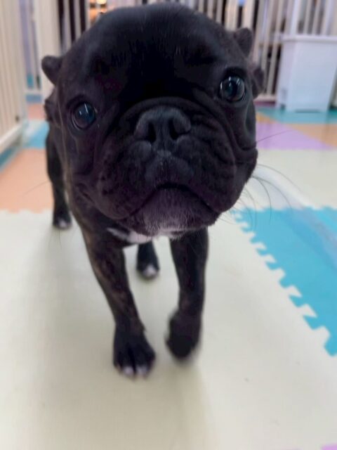 くうちゃん🐶
本日はチャリーちゃんと、ふうちゃんと1日中動き回って過ごしていました🤭相変わらずすごい体力で楽しそうに遊び回っていました👍

🐾🐶愛犬のお悩みご相談ください🐶🐾
@kenkohmura_official
 ↑フォロー待ってます↑

〒955-0091 新潟県三条市上須頃大割４２８−１
☎︎ 0256-35-2571
✉️ info@kenkohmura.jp
HP: https://kenkohmura.jp
LINE: https://lin.ee/7LIz5sb

#犬幸村#犬の幼稚園 #吠える、噛む #犬のしつけ #トイレ
フレブルフレブル可愛いフレブル大好きフレブル倶楽部フレブル可愛いすぎる