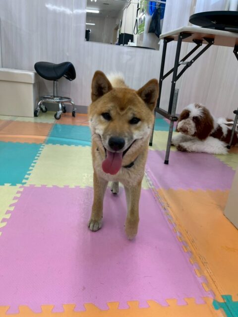 チャリーちゃん🐶
本日は、くうちゃんと一緒に1日中お休みなしで動き回ってすごく楽しそうな表情で過ごしていました🤭
みんなが疲れて休憩をしたり少し寝たりしている中一生懸命にみんなにちょっかいを出したりしていました🤣

🐾🐶愛犬のお悩みご相談ください🐶🐾
@kenkohmura_official
 ↑フォロー待ってます↑

〒955-0091 新潟県三条市上須頃大割４２８−１
☎︎ 0256-35-2571
✉️ info@kenkohmura.jp
HP: https://kenkohmura.jp
LINE: https://lin.ee/7LIz5sb

#犬幸村#犬の幼稚園 #吠える、噛む #犬のしつけ #トイレ
柴犬柴犬可愛い柴犬大好き柴犬倶楽部