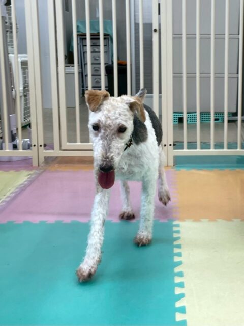 ポコちゃん🐶
本日はベストパートナーが見つかりました‼️マルちゃんとは相性抜群でお互いワンプロを仕掛けあったり、走り回ったりして非常に楽しそうに遊べていました👍

🐾🐶愛犬のお悩みご相談ください🐶🐾
@kenkohmura_official
 ↑フォロー待ってます↑

〒955-0091 新潟県三条市上須頃大割４２８−１
☎︎ 0256-35-2571
✉️ info@kenkohmura.jp
HP: https://kenkohmura.jp
LINE: https://lin.ee/7LIz5sb

#犬幸村#犬の幼稚園 #吠える、噛む #犬のしつけ #トイレ
ワイヤーフォックステリアワイヤーフォックステリア可愛いワイヤーフォックステリア倶楽部ワイヤーフォックステリア可愛いすぎる