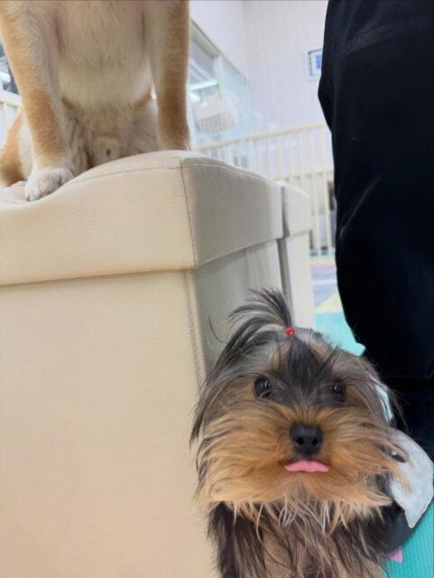 クッキーちゃん🐶
本日はかなりみんなと楽しく遊べていて、ポコちゃん、ププちゃん、モモちゃん達と走り回ったり、、ワンプロを仕掛けあったりして非常に楽しそうに過ごしていました🤭

🐾🐶愛犬のお悩みご相談ください🐶🐾
@kenkohmura_official
 ↑フォロー待ってます↑

〒955-0091 新潟県三条市上須頃大割４２８−１
☎︎ 0256-35-2571
✉️ info@kenkohmura.jp
HP: https://kenkohmura.jp
LINE: https://lin.ee/7LIz5sb

#犬幸村#犬の幼稚園 #吠える、噛む #犬のしつけ #トイレ
ヨーキーヨーキー可愛いヨーキー大好きヨーキー倶楽部ヨーキー可愛いすぎる