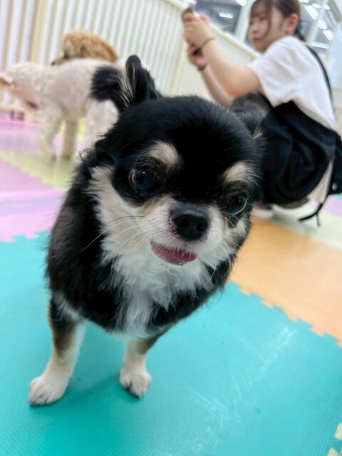 こまめちゃん＆カプチーノちゃん🐶
本日こまめちゃんはスタッフに名前を呼ばれて上機嫌、触られて上機嫌、可愛いねと言われて上機嫌可愛いすぎました😍

カプチーノちゃんはふうちゃんやモモちゃん、ププちゃん達にちょっかいを出されてブチギレ寸前でした🤣

🐾🐶愛犬のお悩みご相談ください🐶🐾
@kenkohmura_official
 ↑フォロー待ってます↑

〒955-0091 新潟県三条市上須頃大割４２８−１
☎︎ 0256-35-2571
✉️ info@kenkohmura.jp
HP: https://kenkohmura.jp
LINE: https://lin.ee/7LIz5sb

#犬幸村#犬の幼稚園 #吠える、噛む #犬のしつけ #トイレ
チワワチワワ可愛いチワワ大好きチワワ倶楽部チワワ可愛いすぎる