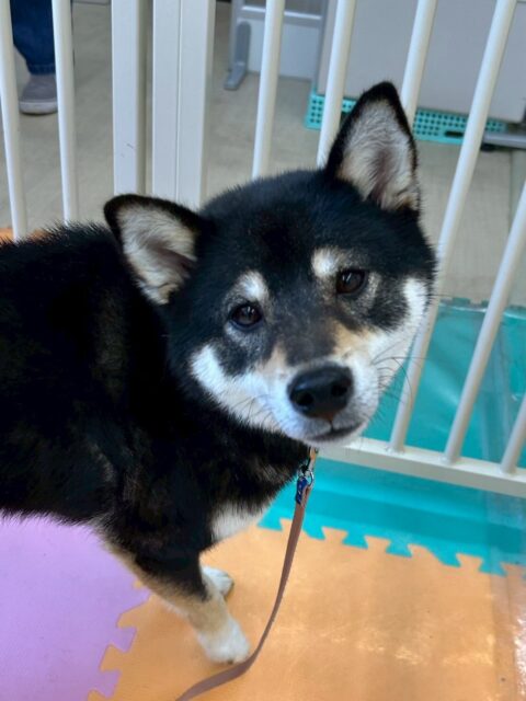 つむぎちゃん🐶
本日はニコペットのちびっ子達を最初警戒したり、少し唸ったりしていましたが、だんだん自分から匂いを嗅いだり、みんなと一緒に走り出したりして、尻尾もぶんぶん振っていて、かなり成長を感じられました👍

🐾🐶愛犬のお悩みご相談ください🐶🐾
@kenkohmura_official
 ↑フォロー待ってます↑

〒955-0091 新潟県三条市上須頃大割４２８−１
☎︎ 0256-35-2571
✉️ info@kenkohmura.jp
HP: https://kenkohmura.jp
LINE: https://lin.ee/7LIz5sb

#犬幸村#犬の幼稚園 #吠える、噛む #犬のしつけ #トイレ
柴犬柴犬可愛い柴犬大好き柴犬可愛いすぎる