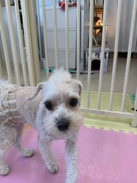神威ちゃん🐶
本日は朝からハイテンションでひなたちゃんやププちゃん、モモちゃん達と走り回ったり、みんなで激しいワンプロを仕掛けあったりして過ごしていました🤭

🐾🐶愛犬のお悩みご相談ください🐶🐾
@kenkohmura_official
 ↑フォロー待ってます↑

〒955-0091 新潟県三条市上須頃大割４２８−１
☎︎ 0256-35-2571
✉️ info@kenkohmura.jp
HP: https://kenkohmura.jp
LINE: https://lin.ee/7LIz5sb

#犬幸村#犬の幼稚園 #吠える、噛む #犬のしつけ #トイレ
ミックスミックス犬ミックス犬可愛いミックス犬大好きミックス犬倶楽部