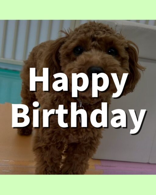 モカちゃん🐶
お誕生日おめでとうございます🎂👏🏻
ニコペットにいるチワワちゃんや仲良しのププちゃんと楽しそうに遊んだり、走り回っていました✨️
🐾🐶愛犬のお悩みご相談ください🐶🐾
@kenkohmura_official
 ↑フォロー待ってます↑

〒955-0091 新潟県三条市上須頃大割４２８−１
☎︎ 0256-35-2571
✉️ info@kenkohmura.jp
HP: https://kenkohmura.jp
LINE: https://lin.ee/7LIz5sb

#犬幸村#犬の幼稚園 #吠える噛む #犬のしつけ #トイレ
 トイプードル トイプードル可愛い トイプードル大好き