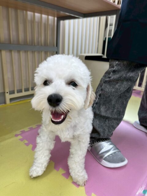 ふうちゃん🐶
本日歯磨きトレーニングを開始して5ヶ月が経ちました🦷
歯の状態は綺麗にキープされていて非常に良いのでこのまま継続を意識して頑張りましょう✊

園内ではチャリーちゃんやくうちゃん達と1日中走り回ったり、激しいワンプロを仕掛けあったりして非常に白熱した1日なりました🤣

🐾🐶愛犬のお悩みご相談ください🐶🐾
@kenkohmura_official
 ↑フォロー待ってます↑

〒955-0091 新潟県三条市上須頃大割４２８−１
☎︎ 0256-35-2571
✉️ info@kenkohmura.jp
HP: https://kenkohmura.jp
LINE: https://lin.ee/7LIz5sb

#犬幸村#犬の幼稚園 #吠える、噛む #犬のしつけ #トイレ
ミックスミックス犬ミックス犬可愛いミックス犬大好きミックス犬倶楽部
