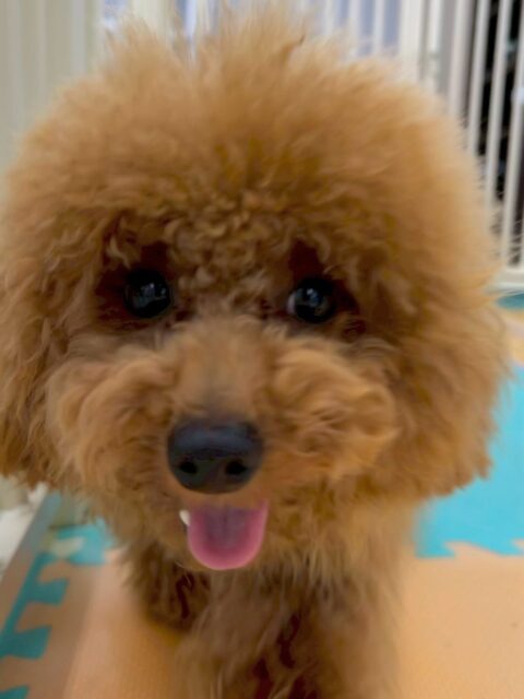 ププちゃん🐶
本日はニコペットのちびっ子達やマルちゃん、幸ちゃん達と走り回ったり、みんなでワンプロを楽しんだりして本日も満足そうなププちゃんでした👍

🐾🐶愛犬のお悩みご相談ください🐶🐾
@kenkohmura_official
 ↑フォロー待ってます↑

〒955-0091 新潟県三条市上須頃大割４２８−１
☎︎ 0256-35-2571
✉️ info@kenkohmura.jp
HP: https://kenkohmura.jp
LINE: https://lin.ee/7LIz5sb

#犬幸村#犬の幼稚園 #吠える、噛む #犬のしつけ #トイレ
トイプートイプー可愛いトイプー大好きトイプー倶楽部トイプー可愛いすぎる