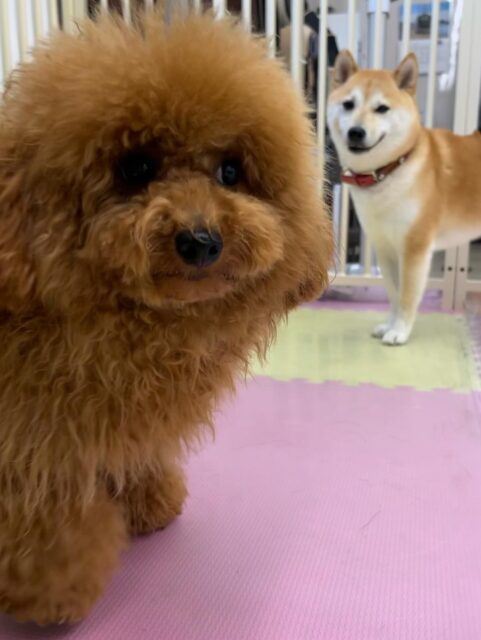 ププちゃん🐶
仲良しのポコちゃんやニコペットにいる子達と楽しそうに遊んでいました🎶
お散歩トレーニングも楽しそうに歩いていました✨️
🐾🐶愛犬のお悩みご相談ください🐶🐾
@kenkohmura_official
↑フォロー待ってます↑
〒955-0091 新潟県三条市上須頃大割428−1
☎︎ 0256-35-2571
✉️ info@kenkohmura.jp
HP: https://kenkohmura.jp
LINE: https://lin.ee/7LIz5sb
#犬幸村#犬の幼稚園 #吠える噛む #犬のしつけ #トイレ
トイプードル トイプードル可愛い トイプードル大好き