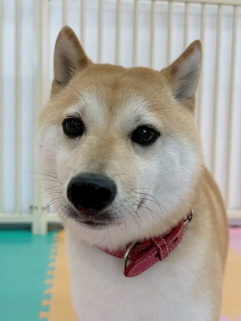寅丸ちゃん🐶
バロンちゃんやつむぎちゃんと上手に挨拶したり、激しくおしゃべりしていました☺️
お散歩トレーニングやレーキング頑張っていました✨️
🐾🐶愛犬のお悩みご相談ください🐶🐾
@kenkohmura_official
 ↑フォロー待ってます↑

〒955-0091 新潟県三条市上須頃大割４２８−１
☎︎ 0256-35-2571
✉️ info@kenkohmura.jp
HP: https://kenkohmura.jp
LINE: https://lin.ee/7LIz5sb

#犬幸村#犬の幼稚園 #吠える噛む #犬のしつけ #トイレ
 豆柴 豆柴大好き 豆柴可愛い