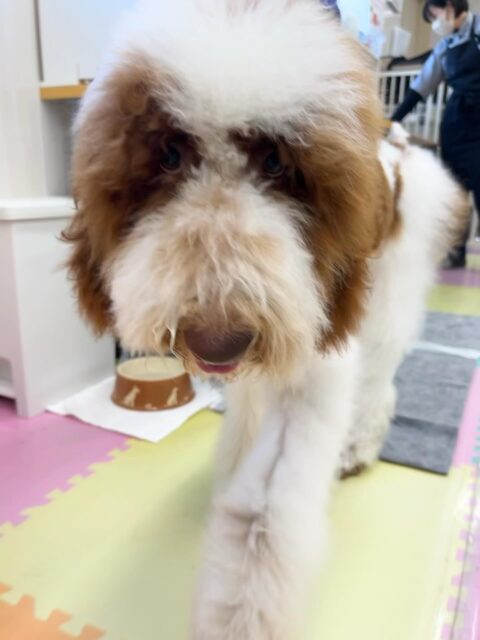初来園のバロンちゃん🐶
ニコペットにいる子達追いかけたり、手を上手に使って遊んだりしていました✨️
お手入れやシャンプーもいい子にやらせてくれていました😆
🐾🐶愛犬のお悩みご相談ください🐶🐾
@kenkohmura_official
 ↑フォロー待ってます↑

〒955-0091 新潟県三条市上須頃大割４２８−１
☎︎ 0256-35-2571
✉️ info@kenkohmura.jp
HP: https://kenkohmura.jp
LINE: https://lin.ee/7LIz5sb

#犬幸村#犬の幼稚園 #吠える噛む #犬のしつけ #トイレ
 スタンダードプードル スタンダードプードル可愛い スタンダードプードル大好き