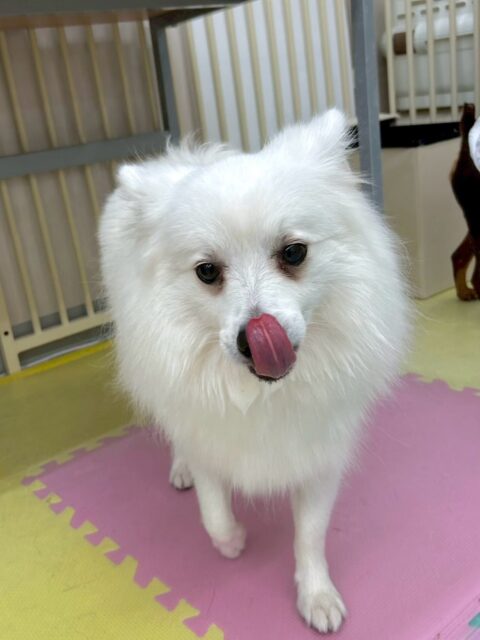 幸ちゃん🐶
本日はマルちゃんやとらのすけちゃん、カノアちゃん達と走り回ったり、みんなで匂いを嗅ぎ合ったりして過ごしていました🤭

お散歩トレーニングでは普段は止まったり、動かなくなってしまう道でしたが、走ってすいすい進んでくれてよかったです👍

🐾🐶愛犬のお悩みご相談ください🐶🐾
@kenkohmura_official
 ↑フォロー待ってます↑

〒955-0091 新潟県三条市上須頃大割４２８−１
☎︎ 0256-35-2571
✉️ info@kenkohmura.jp
HP: https://kenkohmura.jp
LINE: https://lin.ee/7LIz5sb

#犬幸村#犬の幼稚園 #吠える、噛む #犬のしつけ #トイレ
スピッツスピッツ大好きスピッツ倶楽部スピッツ可愛いすぎる