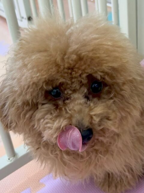 ププちゃん🐶
本日も朝から夕方までニコペットのちびっ子達と走り回ったり、ワンプロを仕掛けあったりして楽しんでいました🤭

もうみんなとお友達なププちゃん、ニコペットのちびっ子が一頭くるとテンションマックスなププちゃんでした😍

🐾🐶愛犬のお悩みご相談ください🐶🐾
@kenkohmura_official
 ↑フォロー待ってます↑

〒955-0091 新潟県三条市上須頃大割４２８−１
☎︎ 0256-35-2571
✉️ info@kenkohmura.jp
HP: https://kenkohmura.jp
LINE: https://lin.ee/7LIz5sb

#犬幸村#犬の幼稚園 #吠える、噛む #犬のしつけ #トイレ
トイプートイプー可愛いトイプー大好きトイプー可愛いすぎる