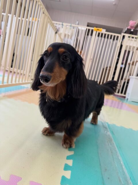 クッキーちゃん🐶
本日歯磨きトレーニングを開始して1年10ヶ月が経ちました
歯の状態はキープどころか少し綺麗になっています‼️このまま継続を意識して頑張りましょう✊

園内ではニコペットのちびっ子達にちょっかいをだされたり、モカちゃんに自分からアピールをしたりしてかなり動き回っていた1日でした👍

🐾🐶愛犬のお悩みご相談ください🐶🐾
@kenkohmura_official
 ↑フォロー待ってます↑

〒955-0091 新潟県三条市上須頃大割４２８−１
☎︎ 0256-35-2571
✉️ info@kenkohmura.jp
HP: https://kenkohmura.jp
LINE: https://lin.ee/7LIz5sb

#犬幸村#犬の幼稚園 #吠える、噛む #犬のしつけ #トイレ
ダックスダックス可愛いダックス倶楽部ダックス可愛すぎるダックス大好き