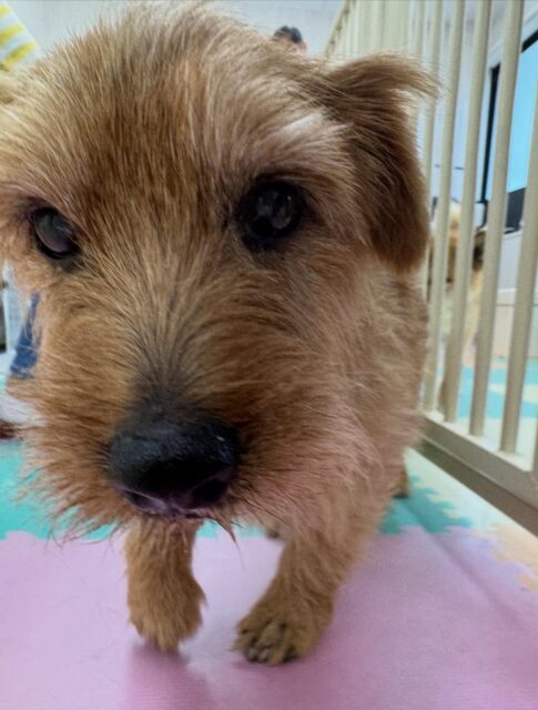 ゴローちゃん🐶
本日はいつも台の上でプラッキングをしてますが、本日は椅子の上でまったり落ち着きながら、プラッキングさせてくれました👍
🐾🐶愛犬のお悩みご相談ください🐶🐾
@kenkohmura_official
↑フォロー待ってます↑
〒955-0091 新潟県三条市上須頃大割428−1
☎︎ 0256-35-2571
✉️ info@kenkohmura.jp
HP: https://kenkohmura.jp
LINE: https://lin.ee/7LIz5sb
#犬幸村#犬の幼稚園 #吠える、噛む #犬のしつけ #トイレ
ノーフォークテリアノーフォークテリア可愛いノーフォークテリア大好きノーフォークテリア倶楽部ノーフォークテリア可愛いすぎる