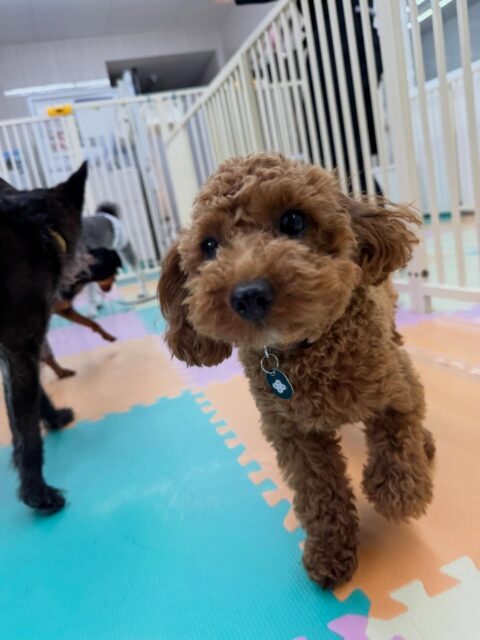 モカちゃん🐶
本日歯磨きトレーニングを開始して4ヶ月が経ちました🦷
しっかりとお家でも磨けているだろうなという結果でした‼️このまま継続を意識して頑張りましょう✊
園内では、きりまるちゃんや、ププちゃん、マロンちゃん達と走り回ったり、上に乗っかり合ったりして楽しんでいました👍
🐾🐶愛犬のお悩みご相談ください🐶🐾
@kenkohmura_official
↑フォロー待ってます↑
〒955-0091 新潟県三条市上須頃大割428−1
☎︎ 0256-35-2571
✉️ info@kenkohmura.jp
HP: https://kenkohmura.jp
LINE: https://lin.ee/7LIz5sb
#犬幸村#犬の幼稚園 #吠える、噛む #犬のしつけ #トイレ
トイプートイプー可愛いトイプー大好きトイプー倶楽部トイプー可愛いすぎる