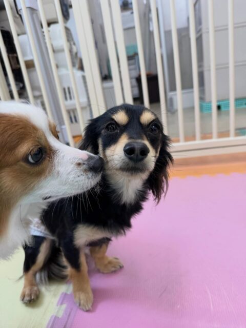 ハニちゃん🐶
本日は来てすぐにいろんな子達から匂いを嗅がれたり、みんなからお話をされたりしてびっくりしていましたが、すぐに慣れてみんなと走り回ったり、おしゃべりをしたりして楽しんでいました👍
🐾🐶愛犬のお悩みご相談ください🐶🐾
@kenkohmura_official
↑フォロー待ってます↑
〒955-0091 新潟県三条市上須頃大割428−1
☎︎ 0256-35-2571
✉️ info@kenkohmura.jp
HP: https://kenkohmura.jp
LINE: https://lin.ee/7LIz5sb
#犬幸村#犬の幼稚園 #吠える、噛む #犬のしつけ #トイレ
ミックスミックス犬ミックス犬可愛いミックス犬大好きミックス犬倶楽部