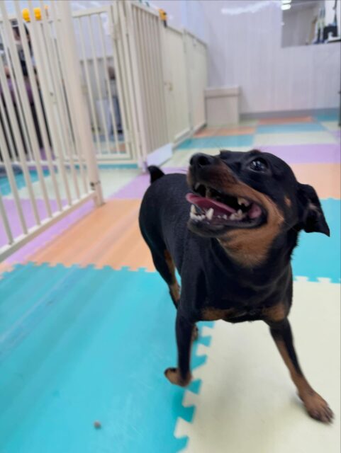 クールちゃん＆カノアちゃん🐶
本日は2頭とも、ポコちゃん＆まるちゃんに大量にちょっかいを出されたりしてしつこいよ‼️とブチギレいました🤭

他にもカノアちゃんはスタッフに相変わらずデレデレていてくれて、自分から走ってくると撫でて〜とアピールをしてきてくれました👍

クールちゃんカノアちゃんと一緒に、ニコペットのちびっ子達に挨拶をしたり、匂いを嗅いでみたりして過ごしていました🤭

🐾🐶愛犬のお悩みご相談ください🐶🐾
@kenkohmura_official
 ↑フォロー待ってます↑

〒955-0091 新潟県三条市上須頃大割４２８−１
☎︎ 0256-35-2571
✉️ info@kenkohmura.jp
HP: https://kenkohmura.jp
LINE: https://lin.ee/7LIz5sb

#犬幸村#犬の幼稚園 #吠える、噛む #犬のしつけ #トイレ
ミニピンミニピン可愛いミックスミックス犬可愛い